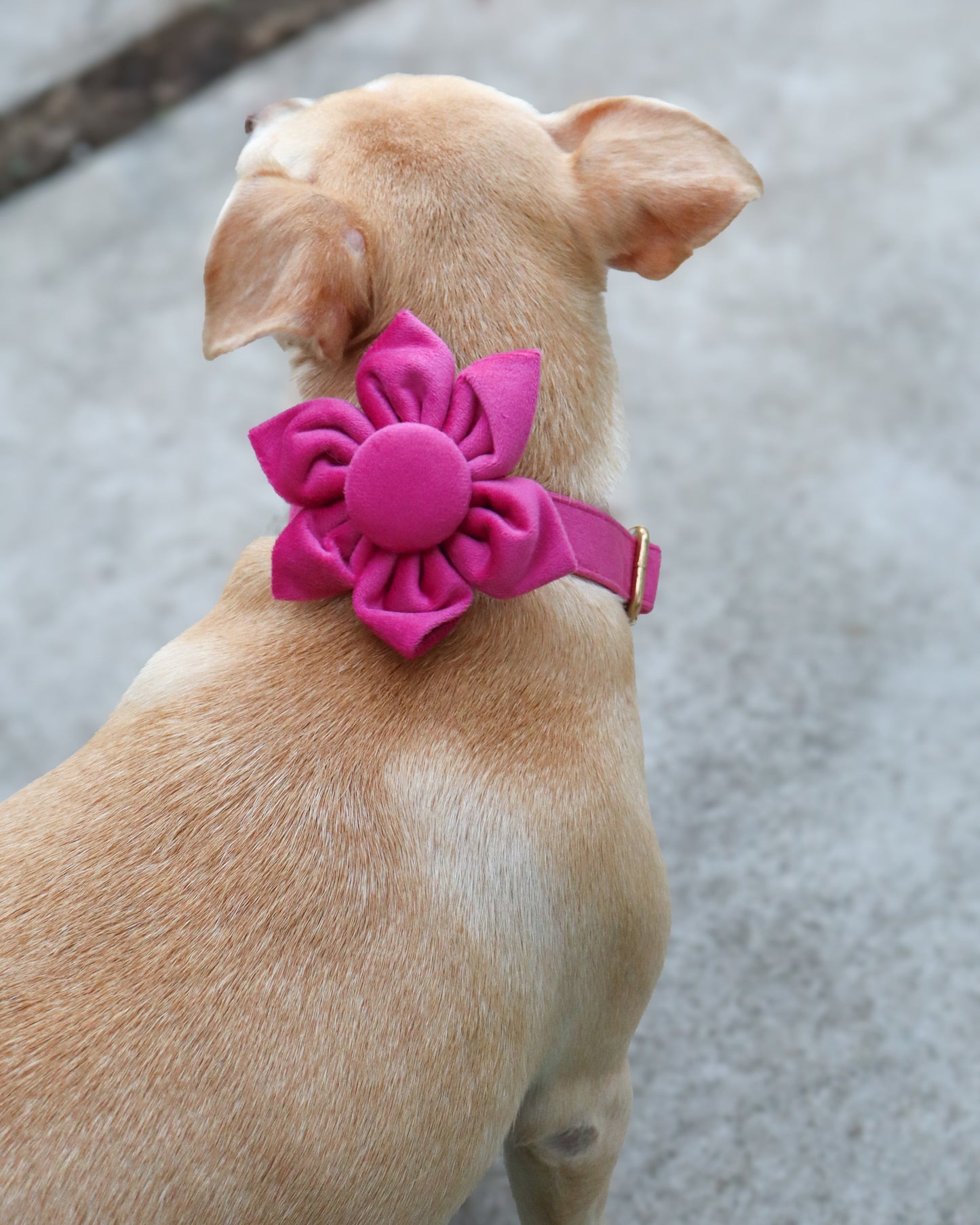 COLLAR - PETAL BLOOM