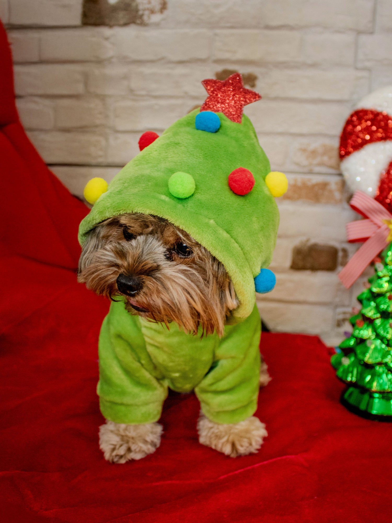 Santa Paws Collection 🎅