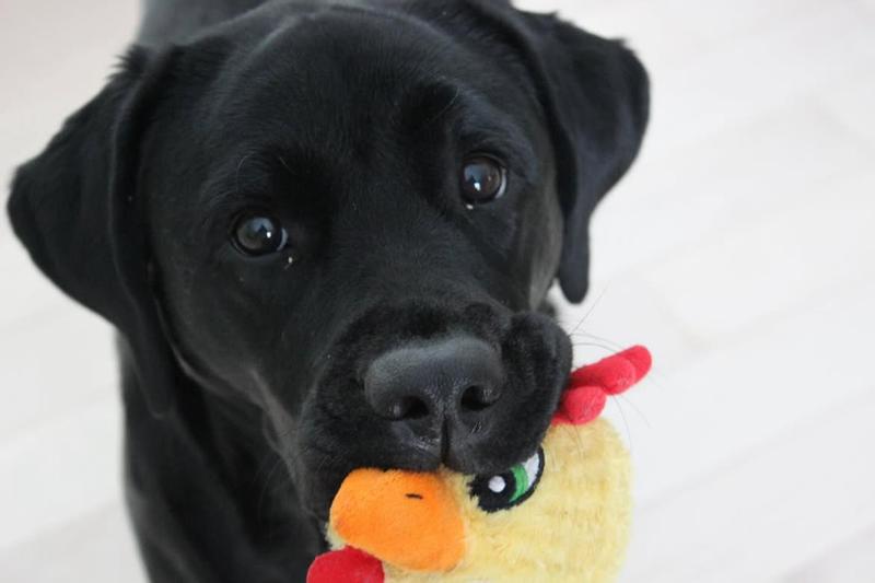 KNOBBY NOGGINS CHICKEN TOY - MULTIPET