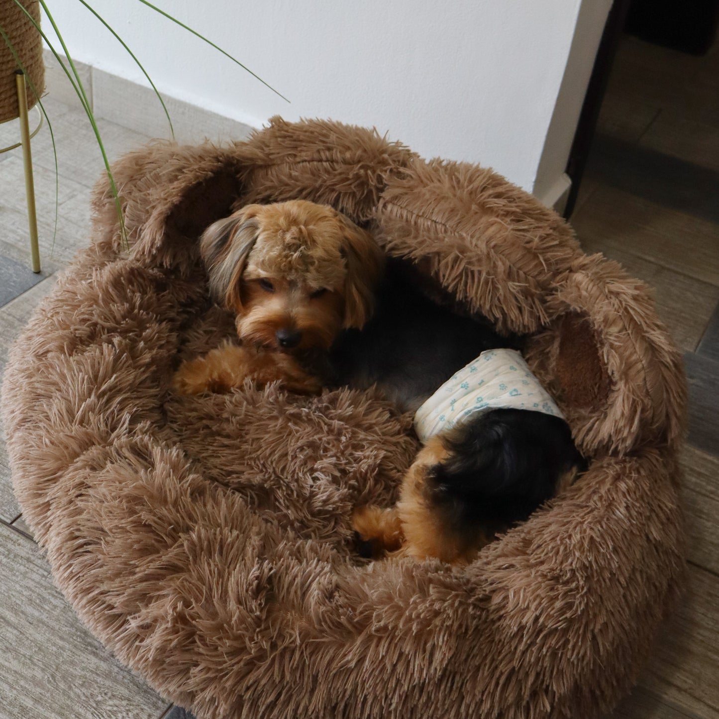 CAMA - BEAR PAW