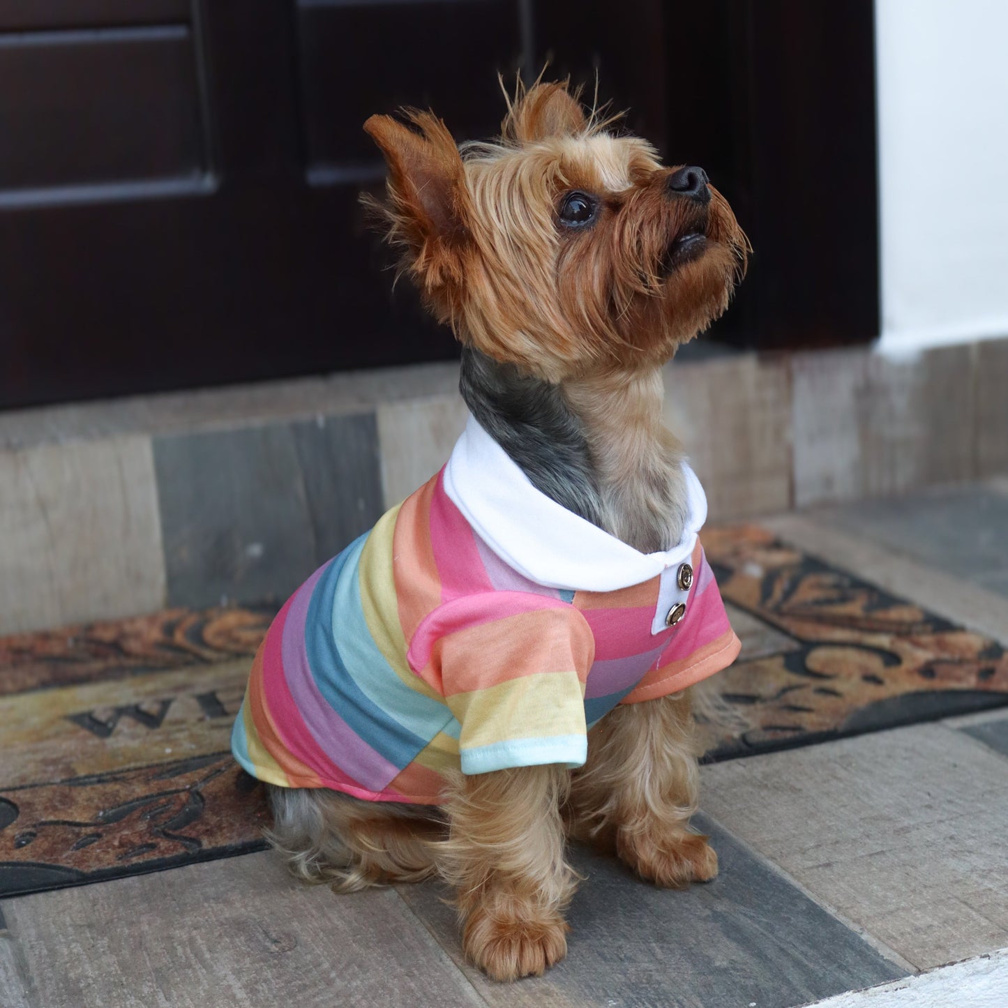 RAINBOW POLO