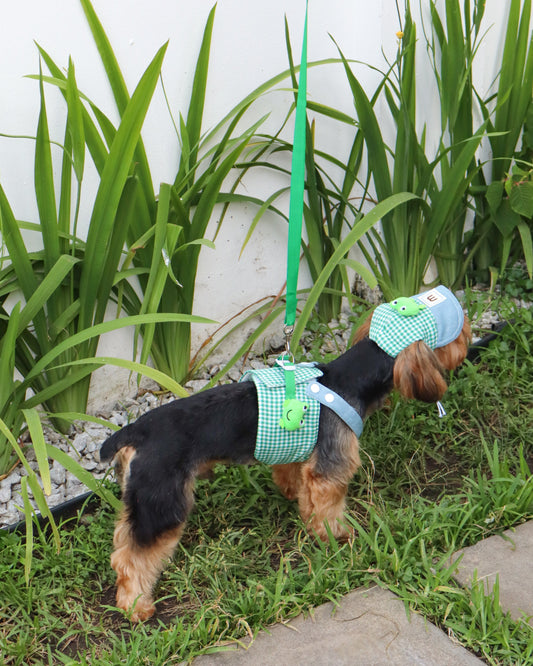 ARNÉS - FROGGY WALK