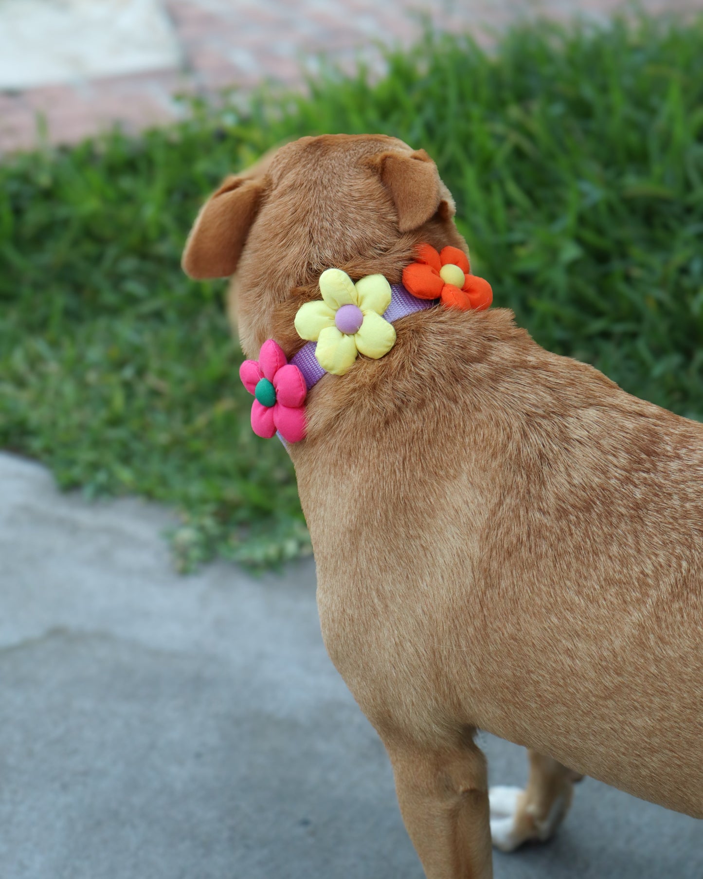 COLLAR - FLORA