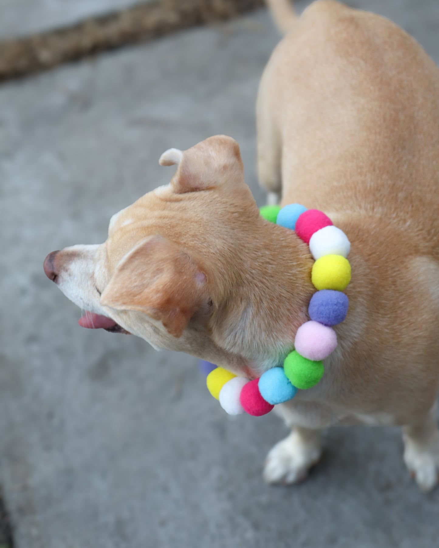 COLLAR - POMPOM