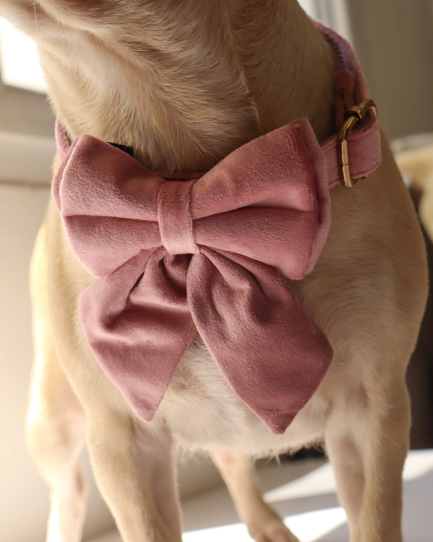 COLLAR - VELVET ROSE