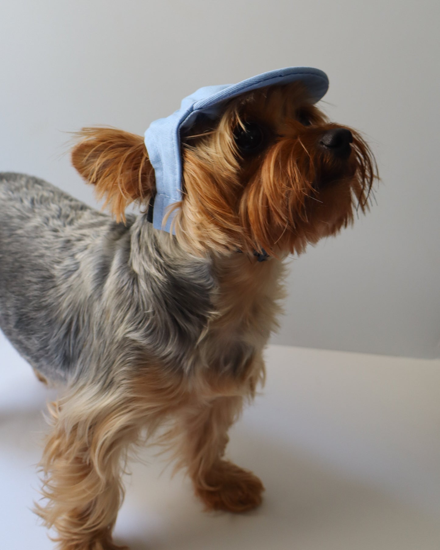 PUPPY BLUE CAP